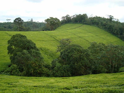 Tea along aberdare forest